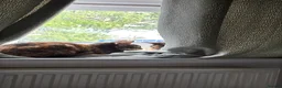 Mixed Breed cats for sale: Biscuit! in Warrington - Advert 4