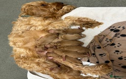 Cockapoo dogs for sale: Red & Apricot Cockapoo puppies  - Image 1