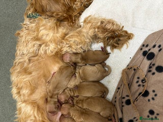 Cockapoo dogs - Advert 1