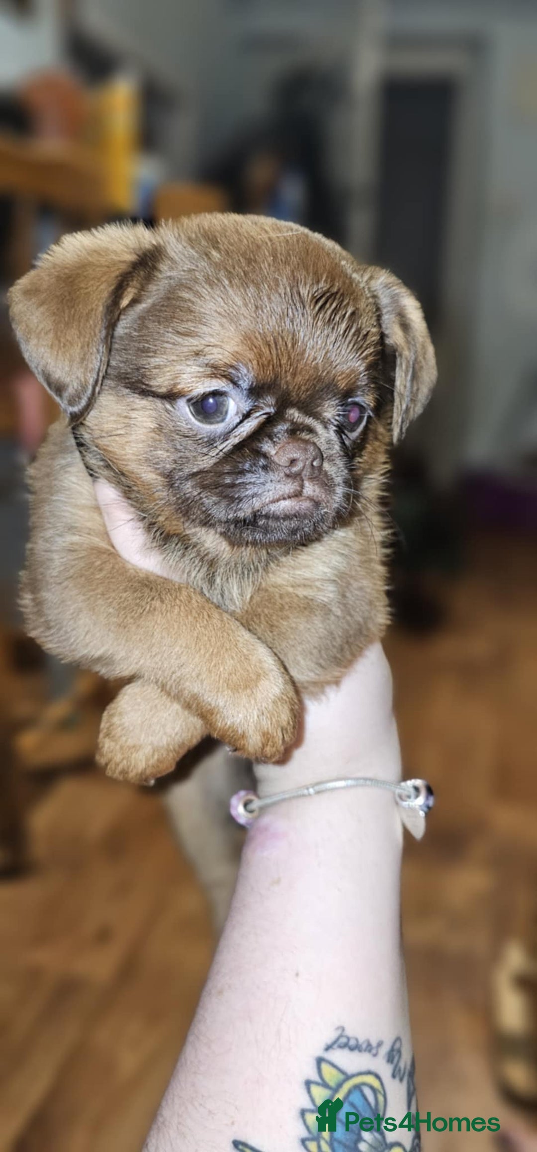 Griffon Bruxellois dogs for sale: Stunning Smooth Pedigree Griffons - Advert 9