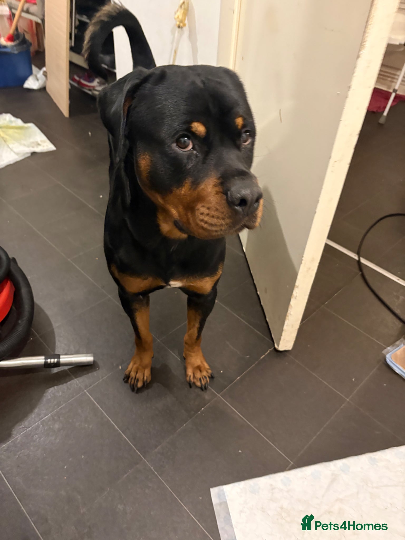 Rottweiler dogs for sale: Bullet  in London - Advert 5