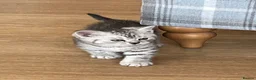 British Shorthair cats for sale: British Shorthair Classic Silver Tabby/Spotted - Advert 3