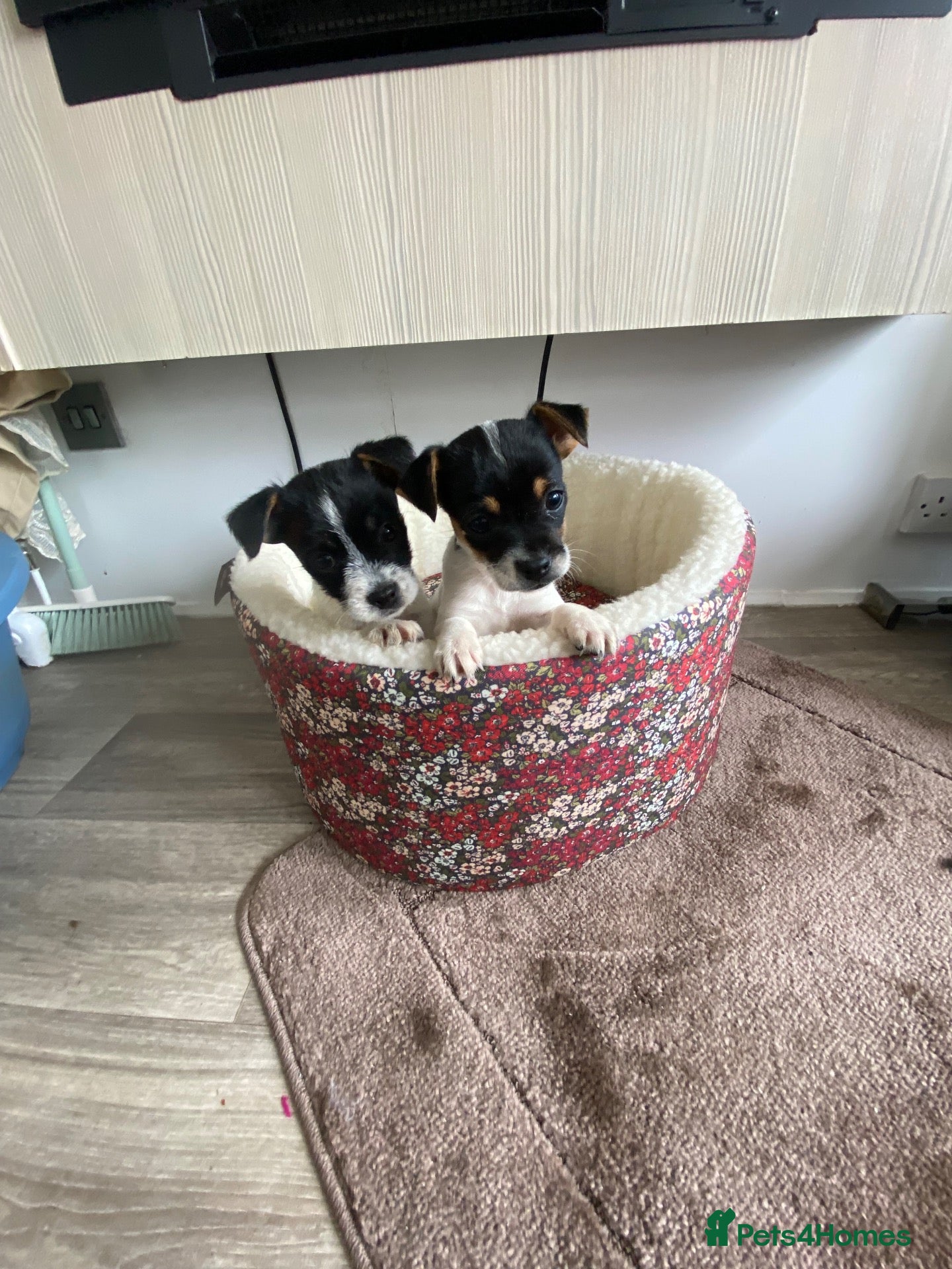 Jack Russell dogs 2 beautiful girls remaining  - Advert 11
