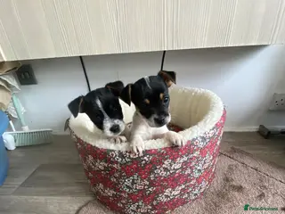 Jack Russell dogs 2 beautiful girls remaining - Advert 11