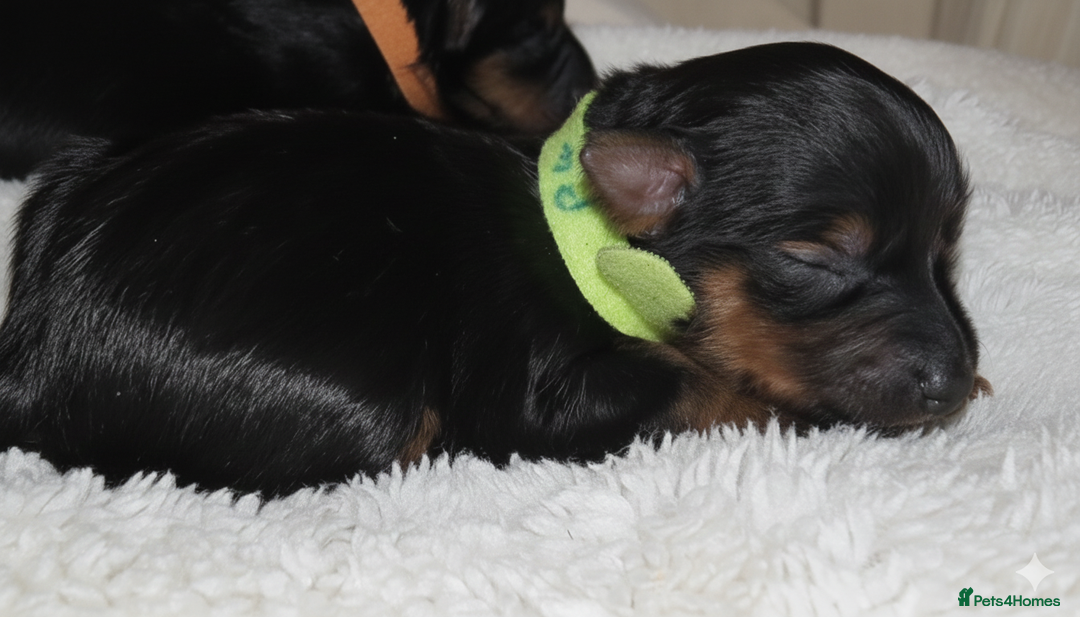 Yorkshire Terrier dogs for sale: Yorkie Puppies  - Advert 4