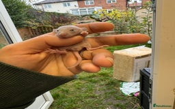 Rat rodents for sale: Dwarf Rats  - Image 2