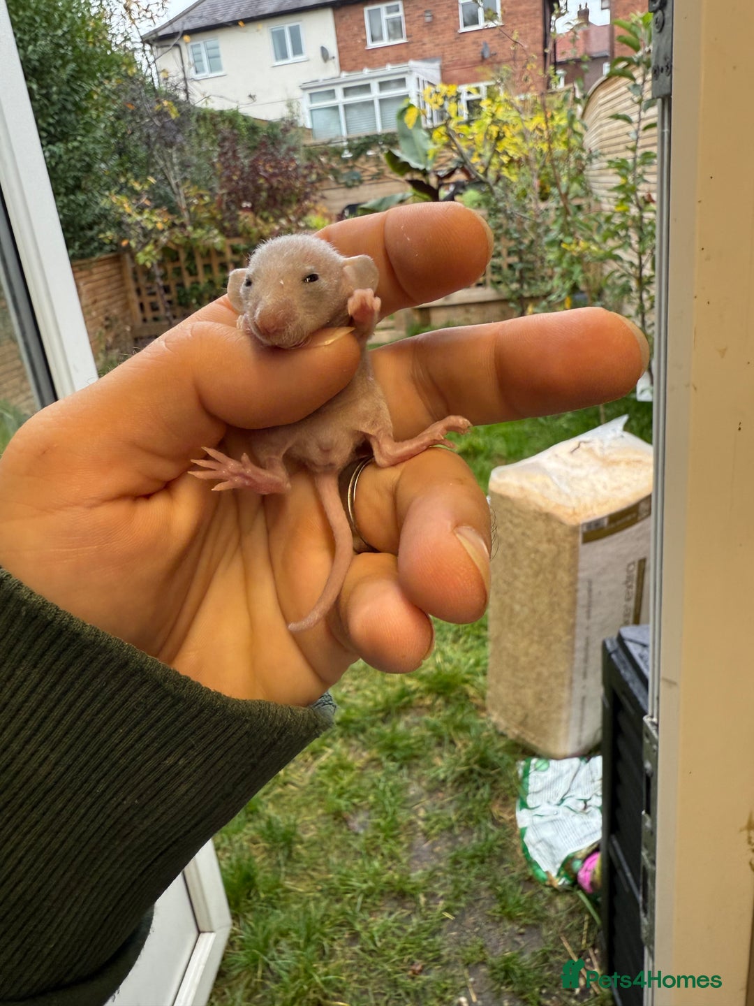 Rat rodents for sale: Dwarf Rats  - Image 2