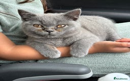 British Shorthair cats for sale: 🏡 Vaccinated Bsh kittens - GCCF parents - Image 18