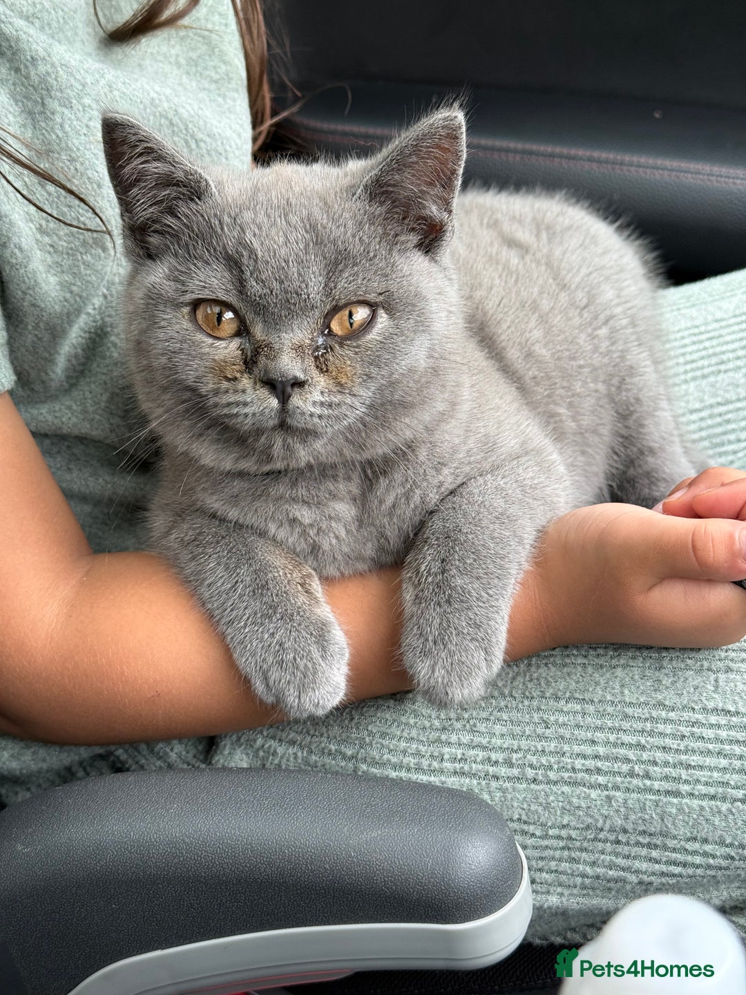 British Shorthair cats for sale: 🏡 Vaccinated Bsh kittens - GCCF parents - Image 18