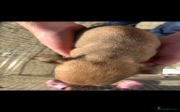 Jack Russell dogs for sale: Jack russle puppies  - Image 5