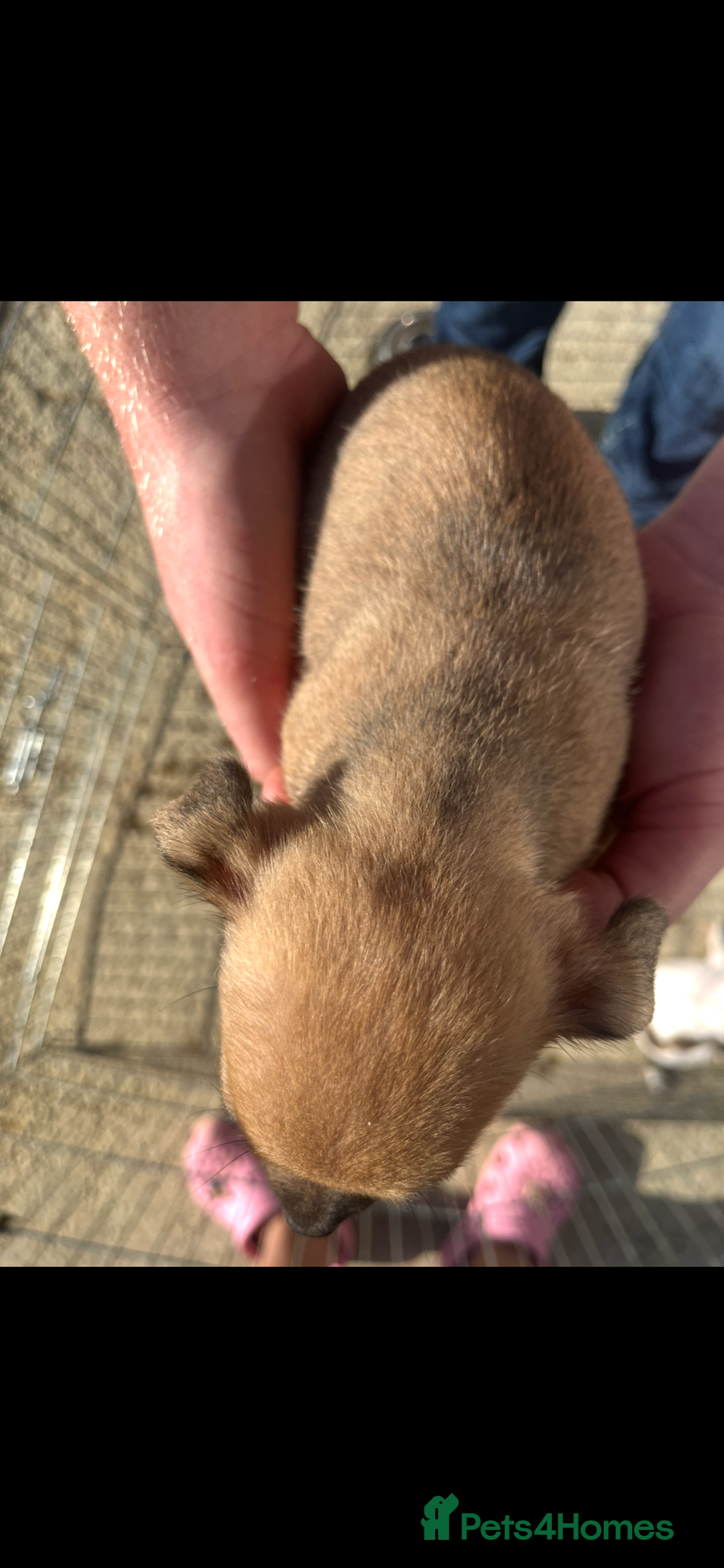 Jack Russell dogs for sale: Jack russle puppies  - Image 5