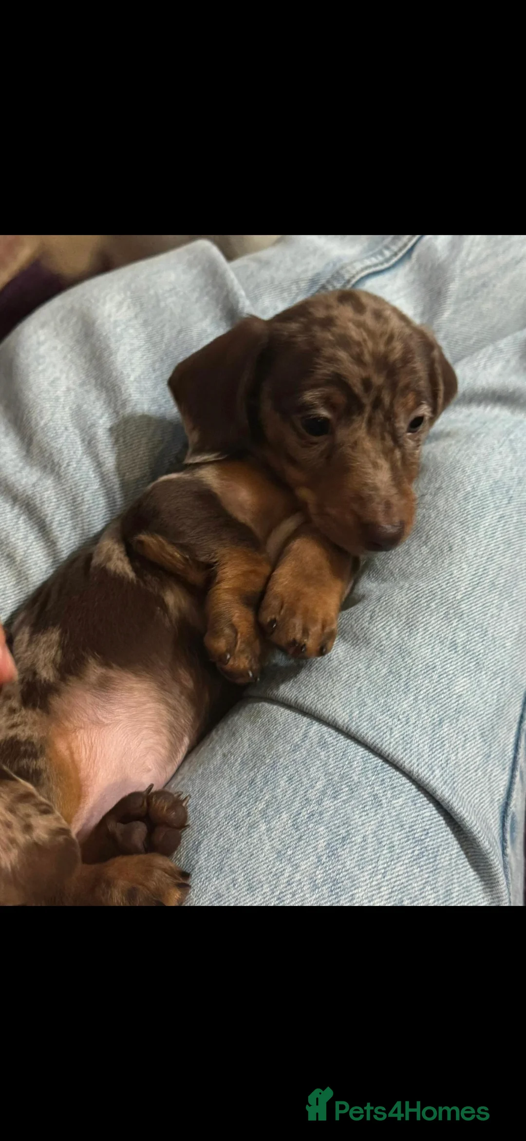 Miniature Dachshund dogs for sale: RESERVED KC Male choc&tan dapple smooth mini daxie - Advert 6