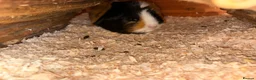 Guinea Pig rodents for sale: 1 year old female guinea pig  in Telford - Advert 1
