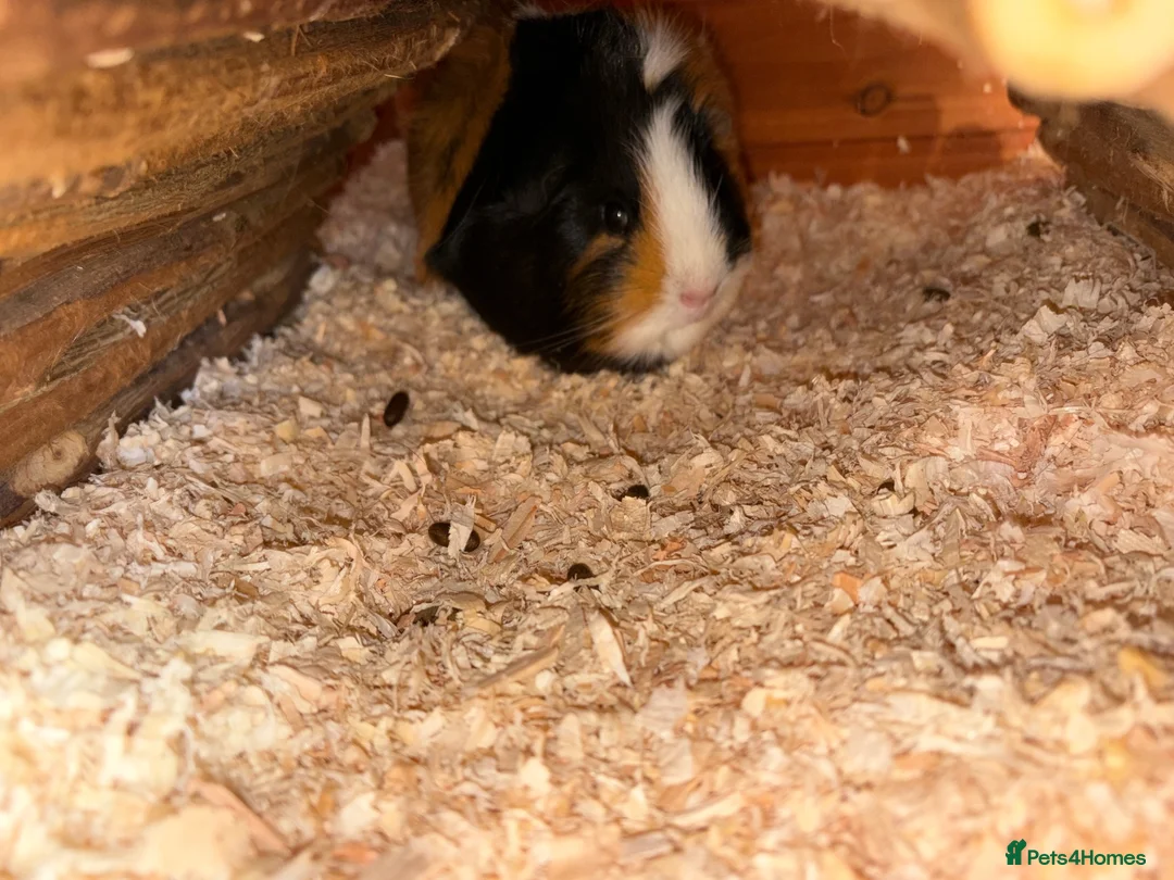 Guinea Pig rodents for sale: 1 year old female guinea pig  in Telford - Advert 1