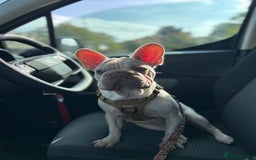 French Bulldog dogs for sale: French bulldog  - Advert 13