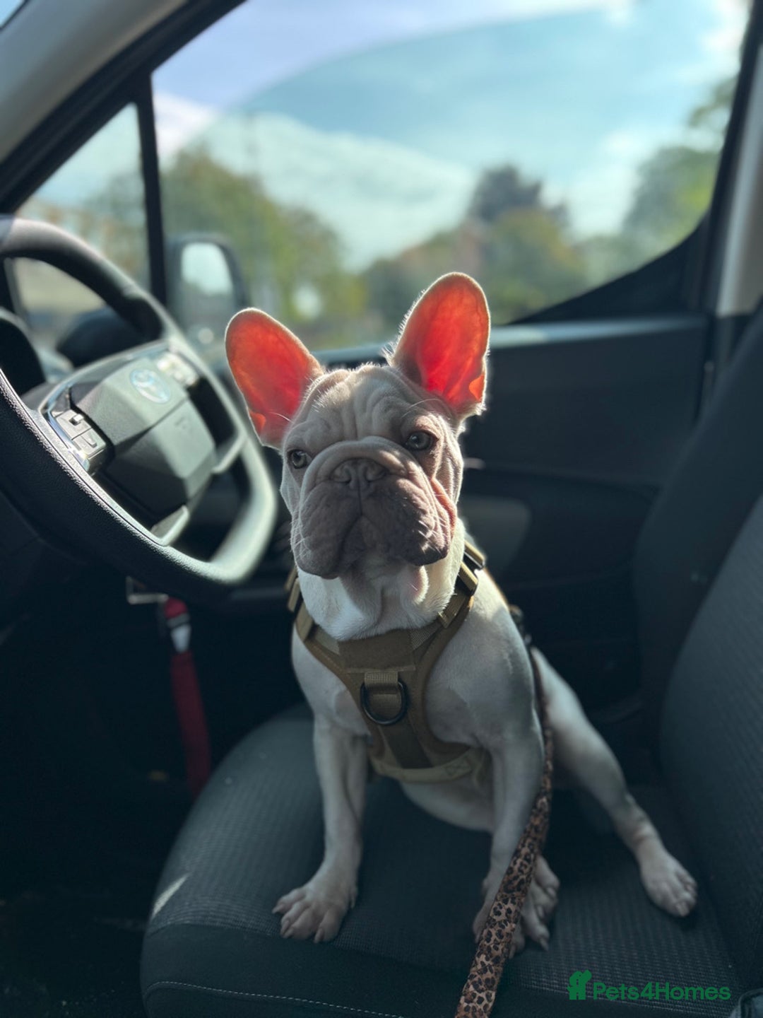 French Bulldog dogs for sale: French bulldog  - Advert 13