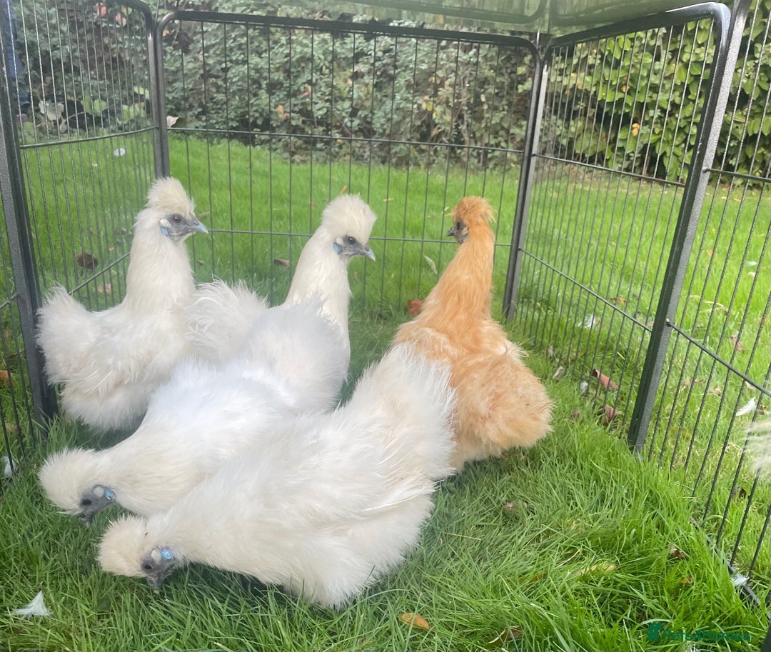 Chickens poultry for sale: Silkie chickens - Advert 3