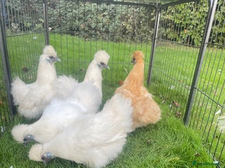 Chickens poultry - Advert 18