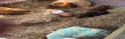 Guinea Pig rodents for sale: 6 x Abyssinian x rex boars or Cali x teddy - Advert 2