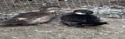 Geese poultry for sale: Geese pair and various ducks pairs and singles in Bracknell - Advert 2