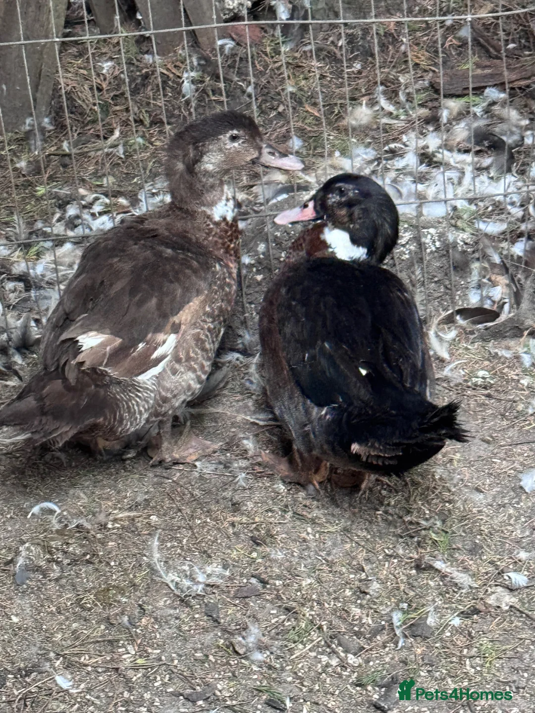 Geese poultry for sale: Geese pair and various ducks pairs and singles in Bracknell - Advert 2
