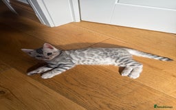 Bengal cats for sale: Beautiful Bengal kittens  in Cambridge - Image 13