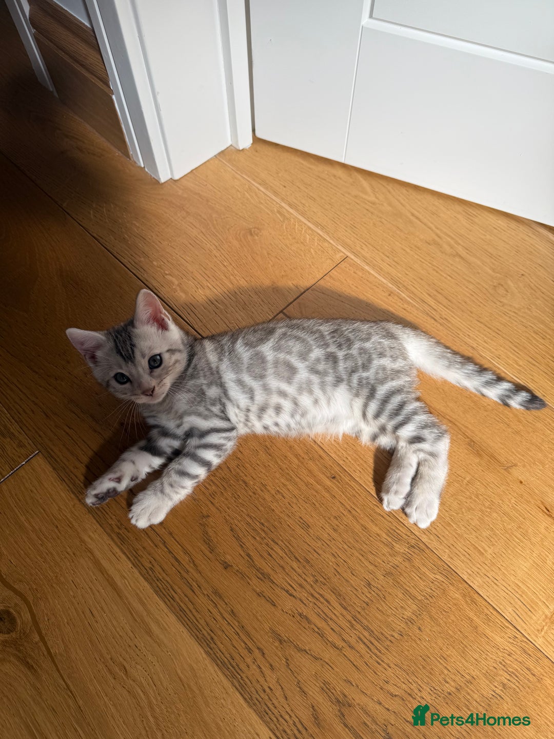 Bengal cats for sale: Beautiful Bengal kittens  in Cambridge - Image 13