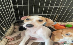 Mixed Breed dogs for sale: Lurcher  - Image 10