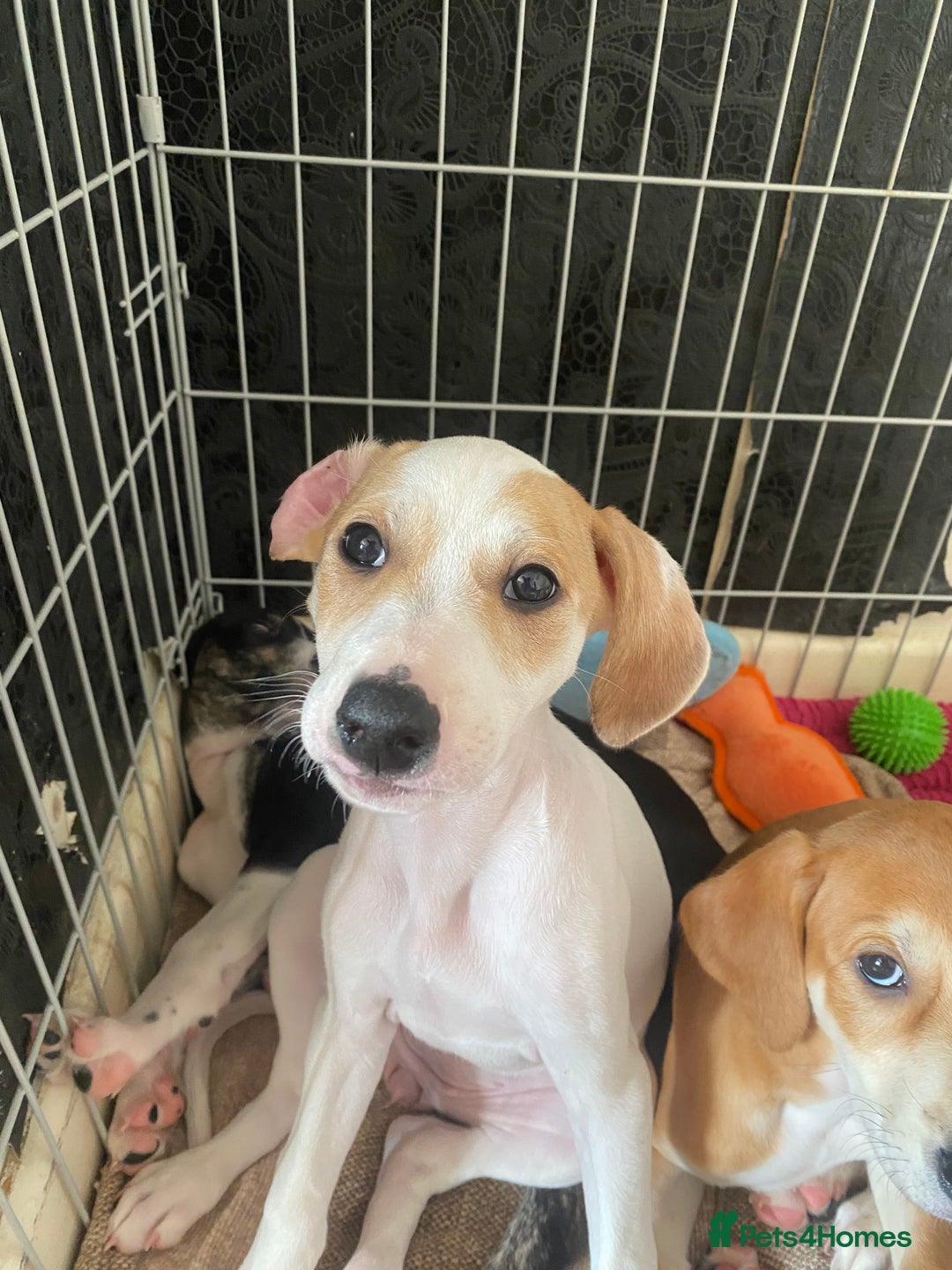 Mixed Breed dogs for sale: Lurcher  - Image 10
