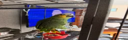 Parrots birds for sale: Amazon Parrot  in Coventry - Advert 3