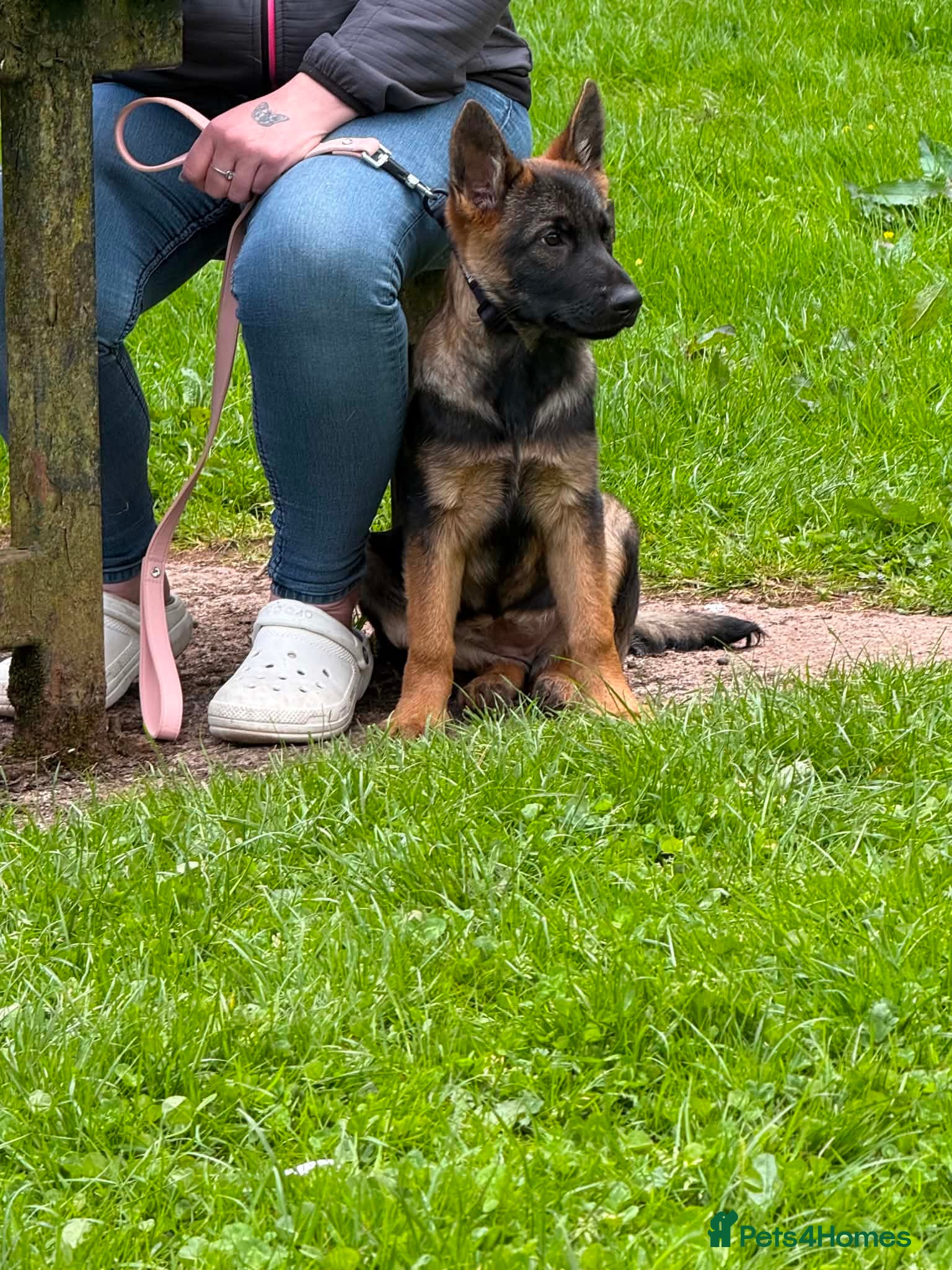 German Shepherd dogs German shepherd puppy female  - Advert 10