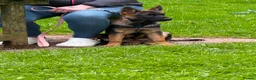 German Shepherd dogs for sale: German shepherd puppy female  - Advert 1