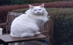 Maine Coon cats for sale: Stunning GCCF Registered Maine Coon kittens  - Image 19
