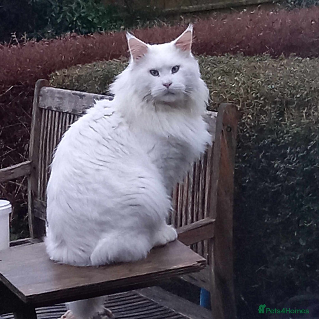 Maine Coon cats for sale: Stunning GCCF Registered Maine Coon kittens  - Image 19