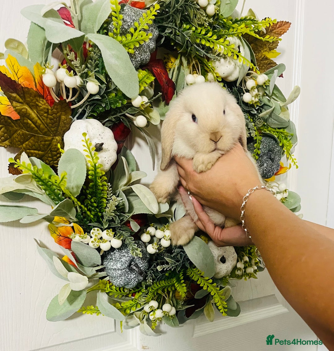 Mini Lop rabbits for sale: 🐰pure bred Miniature Lop 🐰 - Advert 22