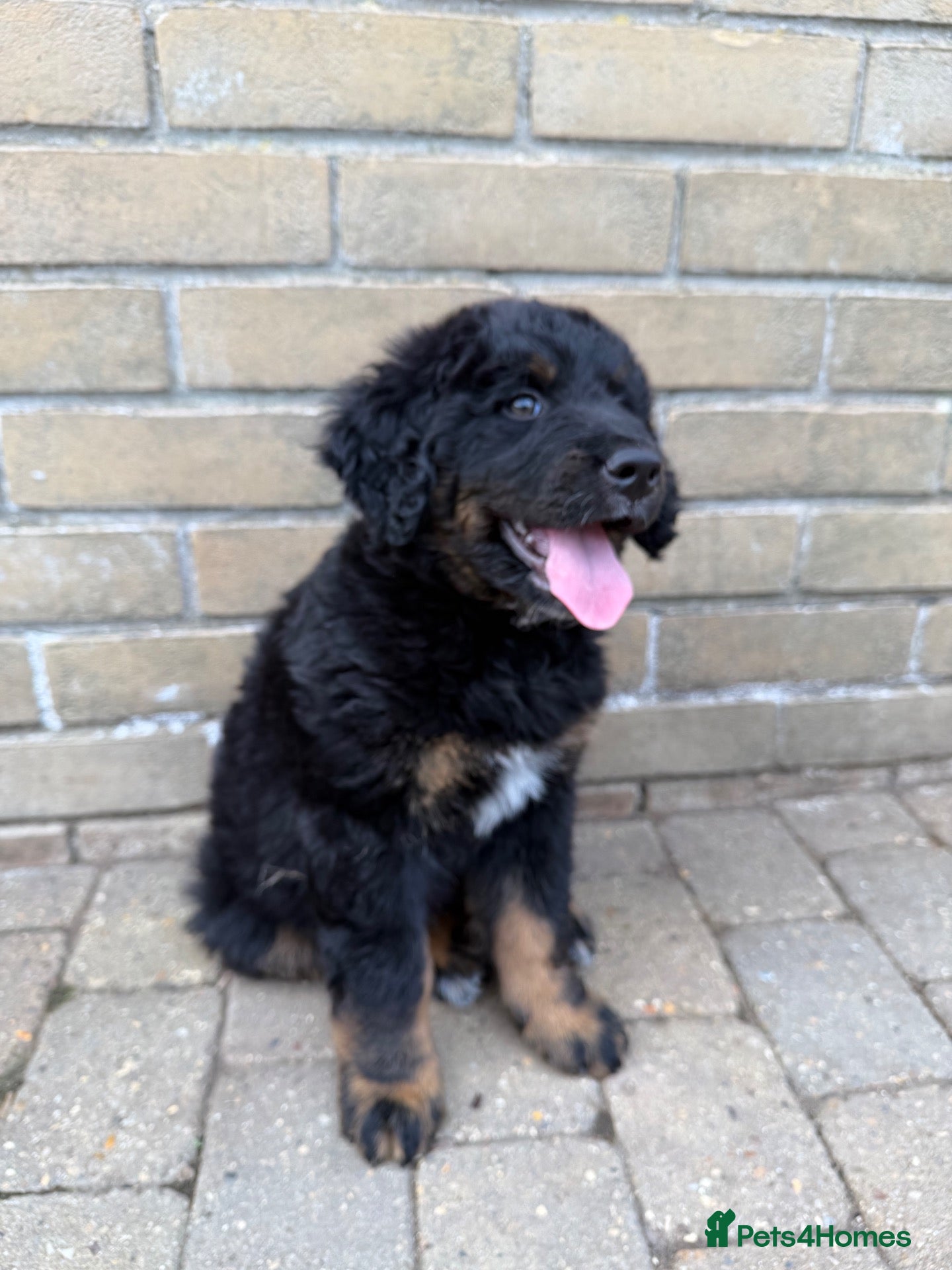 Bernedoodle dogs 2 gorgeous bernedoodle puppies available😍 - Advert 1