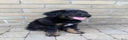 Bernedoodle dogs for sale: 2 gorgeous bernedoodle puppies available😍 - Advert 17