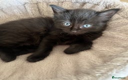 Mixed Breed cats for sale: Kittens - Image 7