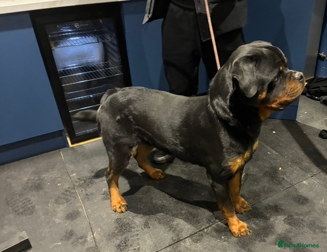 Rottweiler dogs for sale: 🤎🖤🦍 KC REGISTERED 5 ⭐️ BREEDER - Advert 25