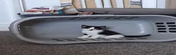 Mixed Breed cats for sale: Litter of 5 kittens - Advert 7