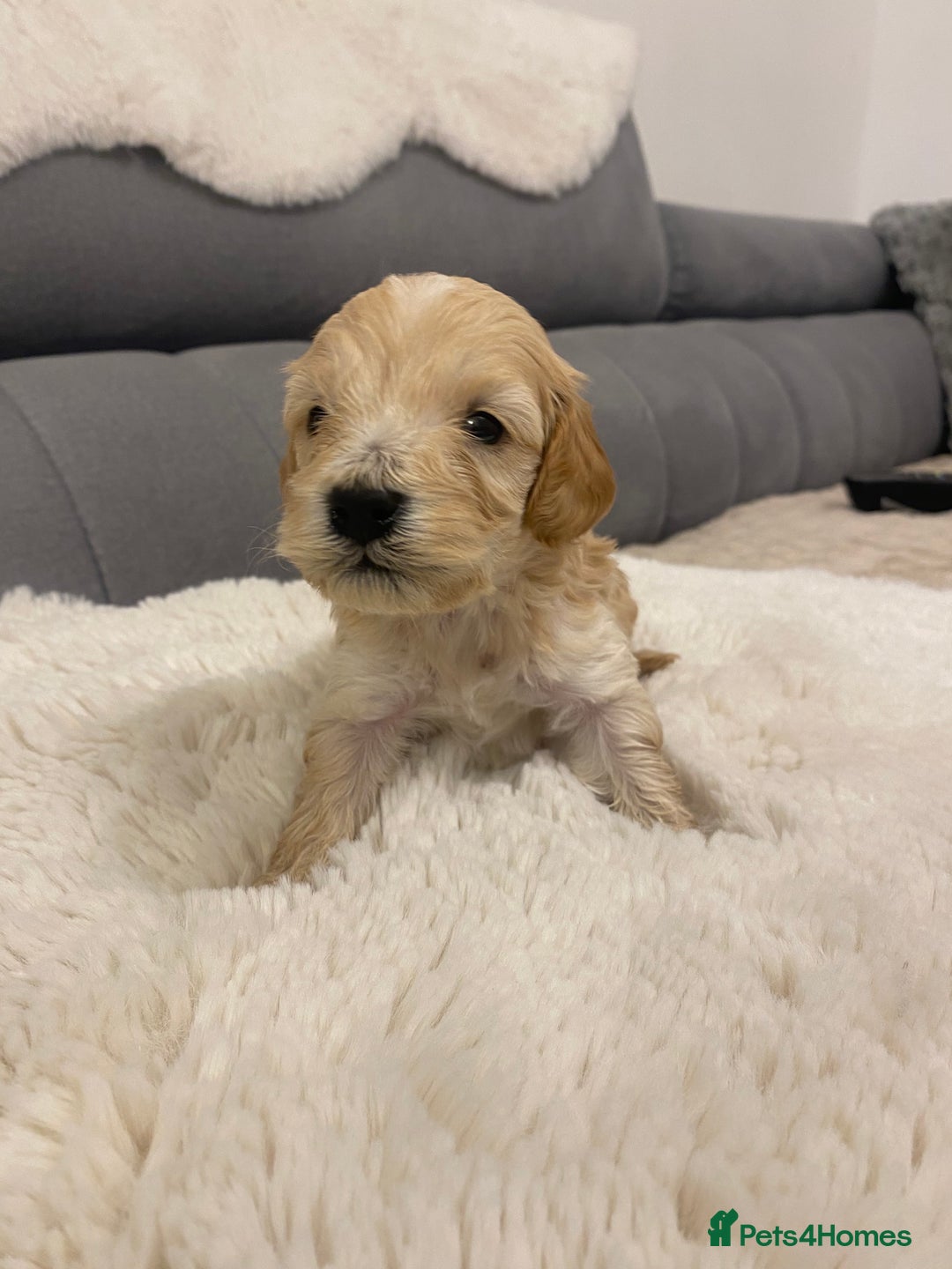 Cockapoo dogs for sale: F2 Cockapoo - Image 5