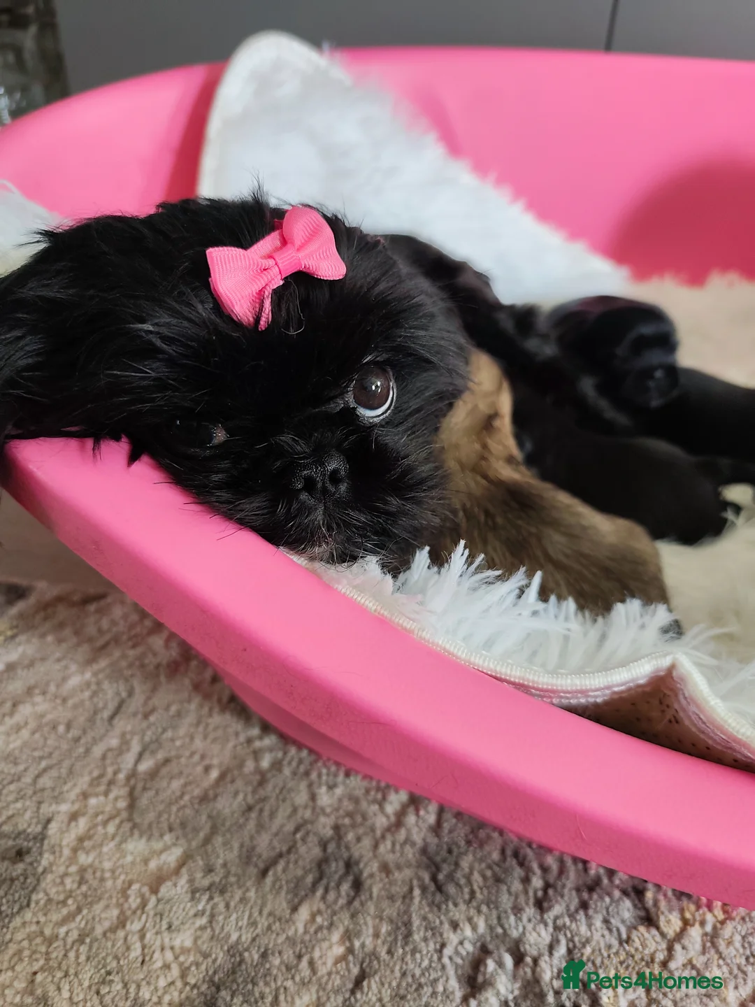 Shih Tzu dogs for sale: Redy Now !!!! Half imperial shih Tzu boy - Advert 21