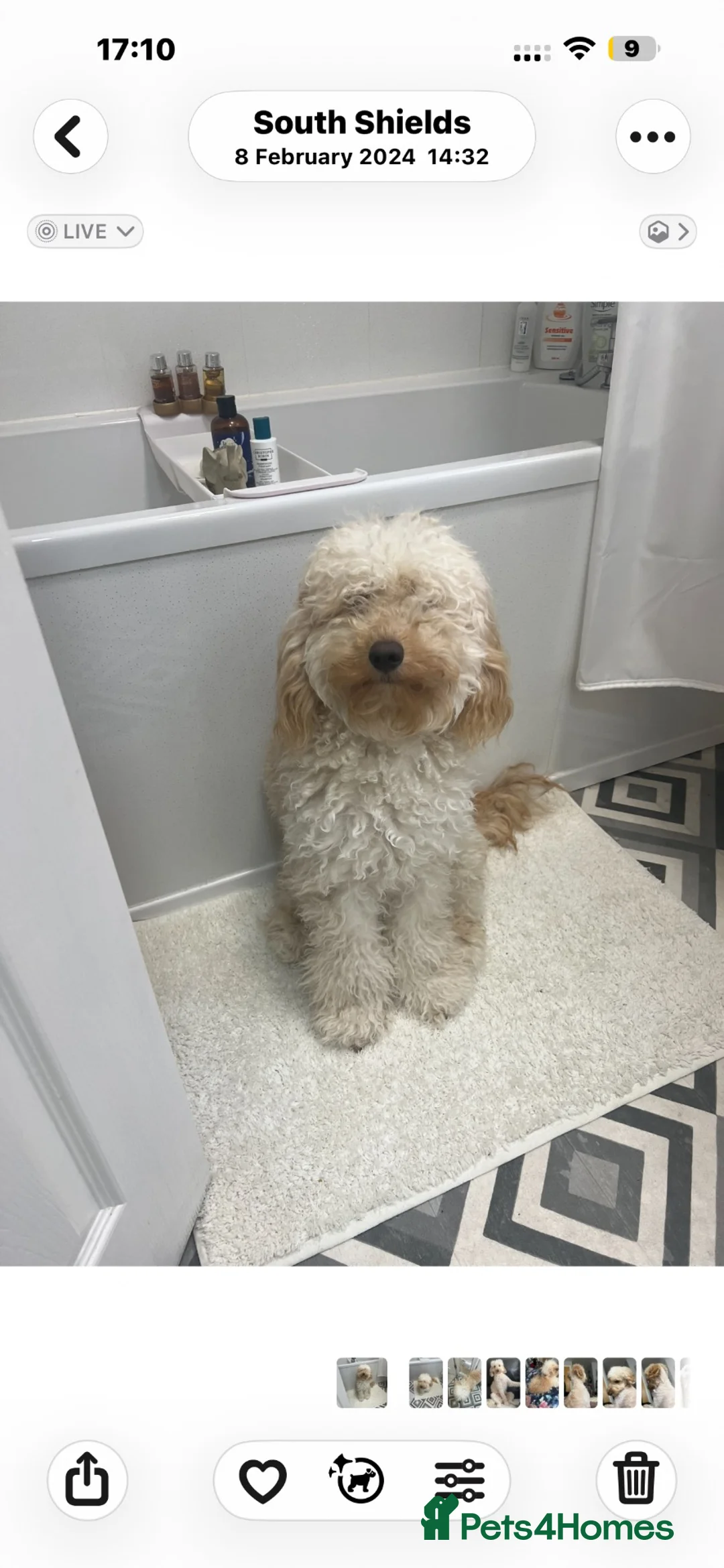 Cockapoo dogs for sale: F1bb cockapoo puppies  in Castle Douglas - Advert 16