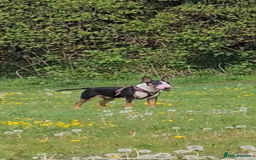 English Bull Terrier dogs for stud: Bullet is up for stud!!! - Image 4