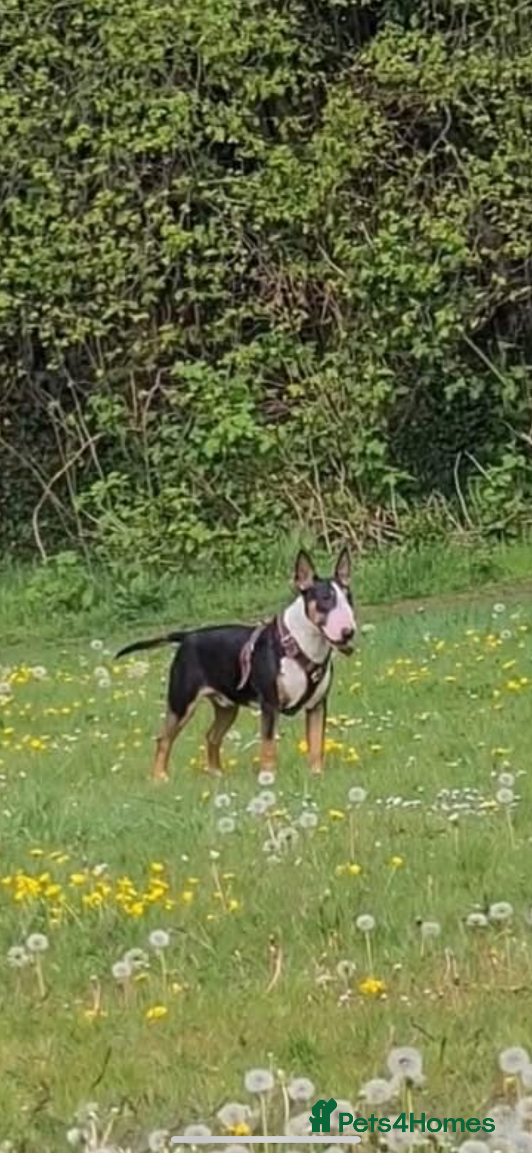 English Bull Terrier dogs for stud: Bullet is up for stud!!! - Image 4