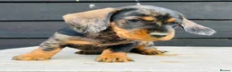 Dachshund dogs for stud: KC Reg 0%COI Brilliant Bold Wirehaired Teckel Stud in Sudbury - Advert 11