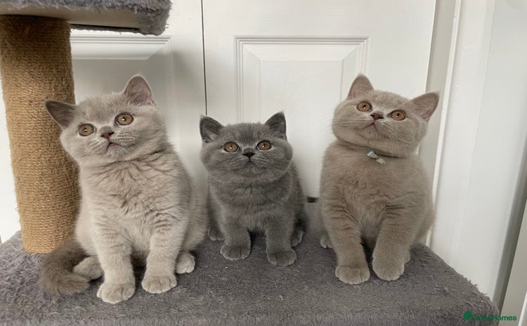 British Shorthair cats - Advert 1