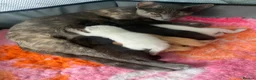 Mixed Breed cats for sale: 6 stunning kittens  - Advert 14