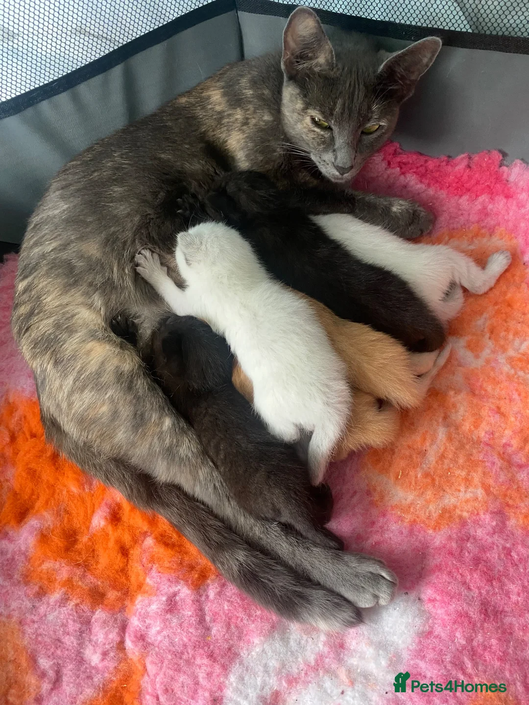 Mixed Breed cats for sale: 6 stunning kittens  - Advert 14