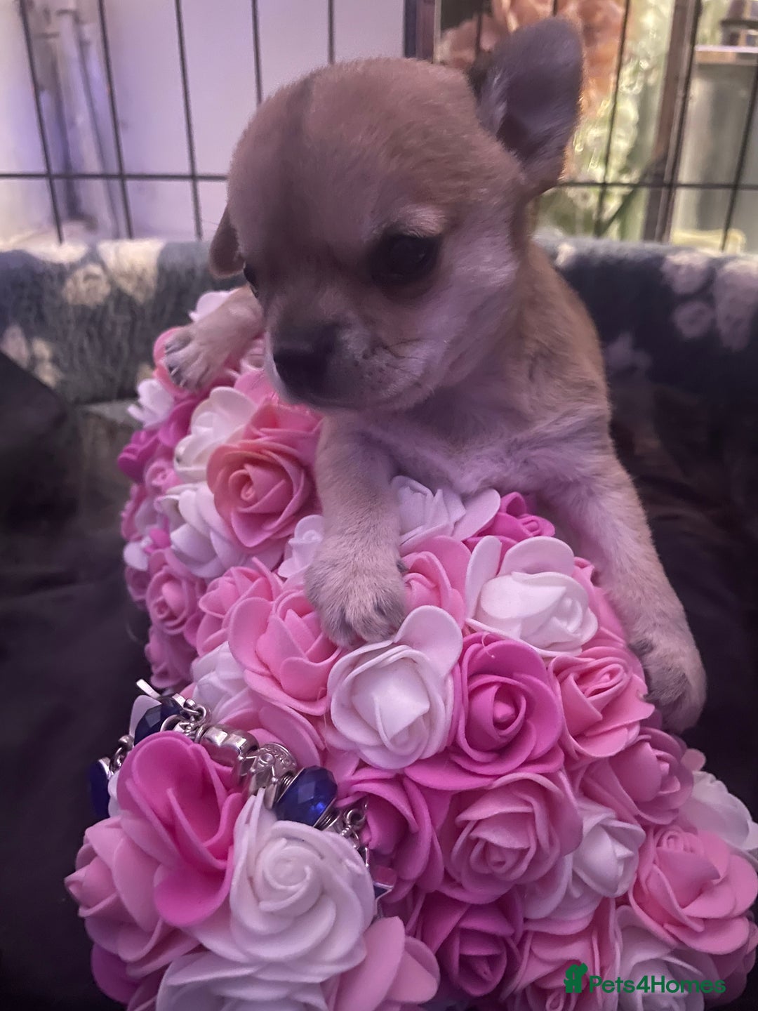 Chihuahua dogs for sale: Chihuahua puppy  - Advert 6